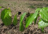 Parrotia persica