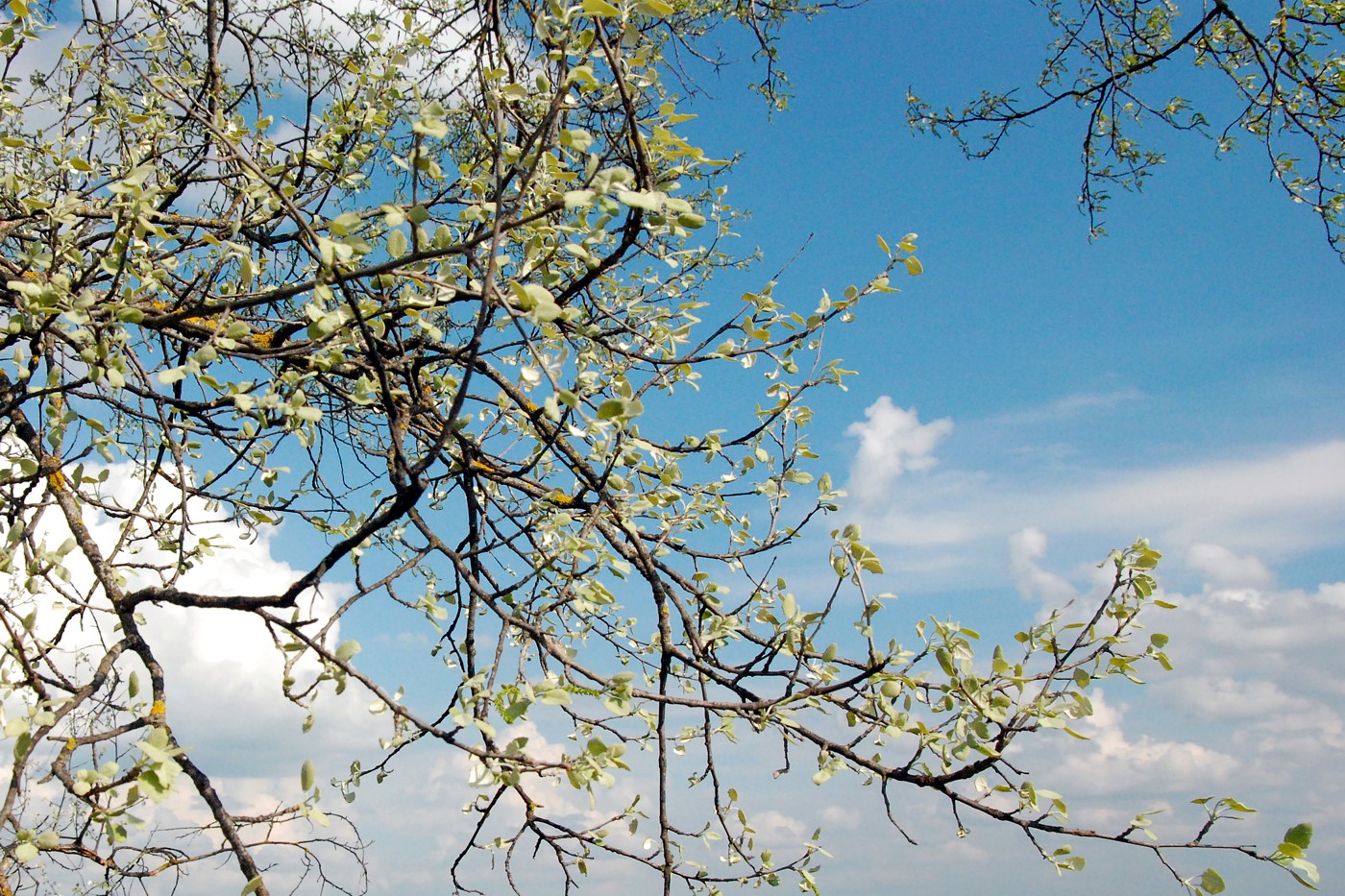 Изображение особи Populus alba.