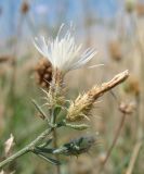 Centaurea diffusa