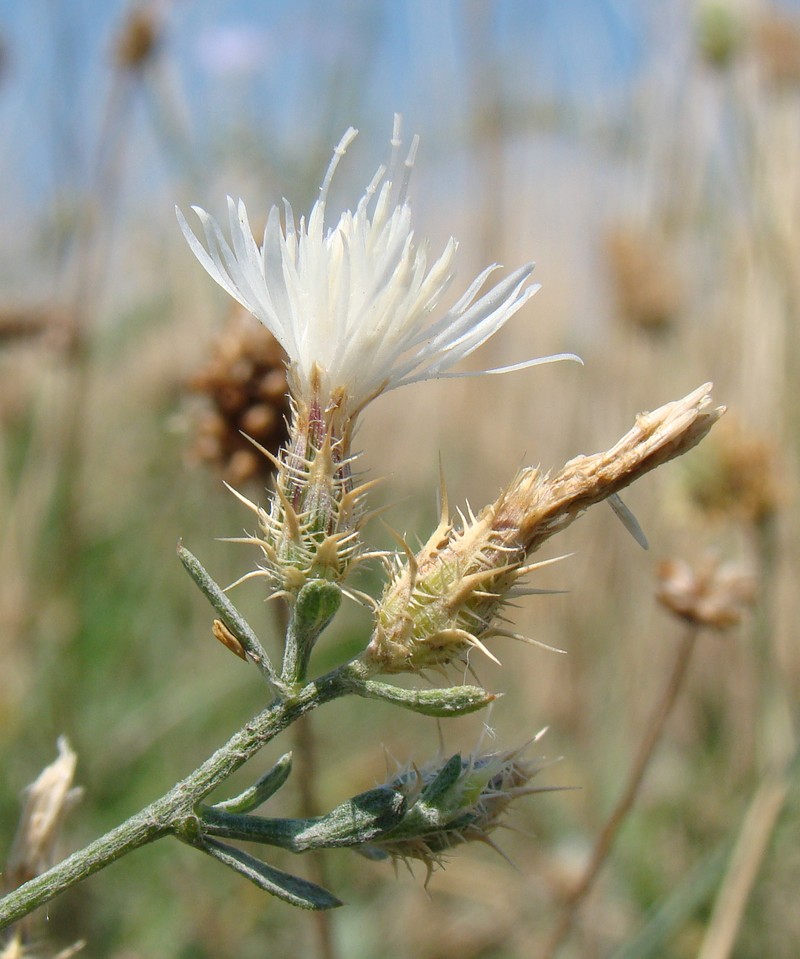 Image of Centaurea diffusa specimen.