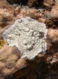 genus Aspicilia. Таллом на камне. Украина, Днепропетровская обл., Апостоловский р-н, Токовский сельский совет, скалы возле Токовских водопадов. 04.08.2018.