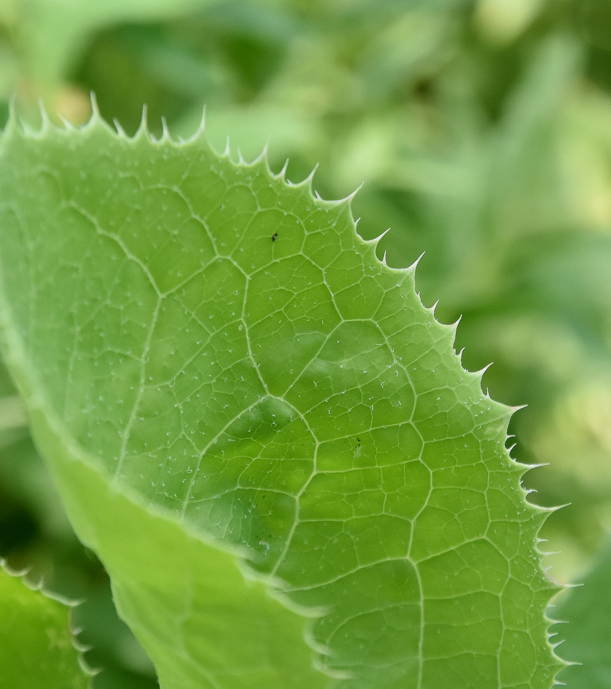 Image of Sonchus arvensis ssp. uliginosus specimen.