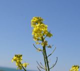 семейство Brassicaceae. Верхушка побега с цветками и завязями. Крым, г. Севастополь, сорное на пустыре. 27.04.2017.