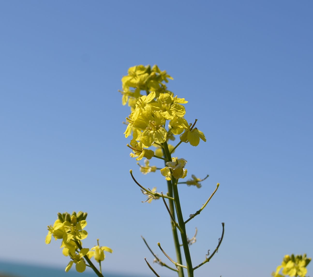 Изображение особи семейство Brassicaceae.