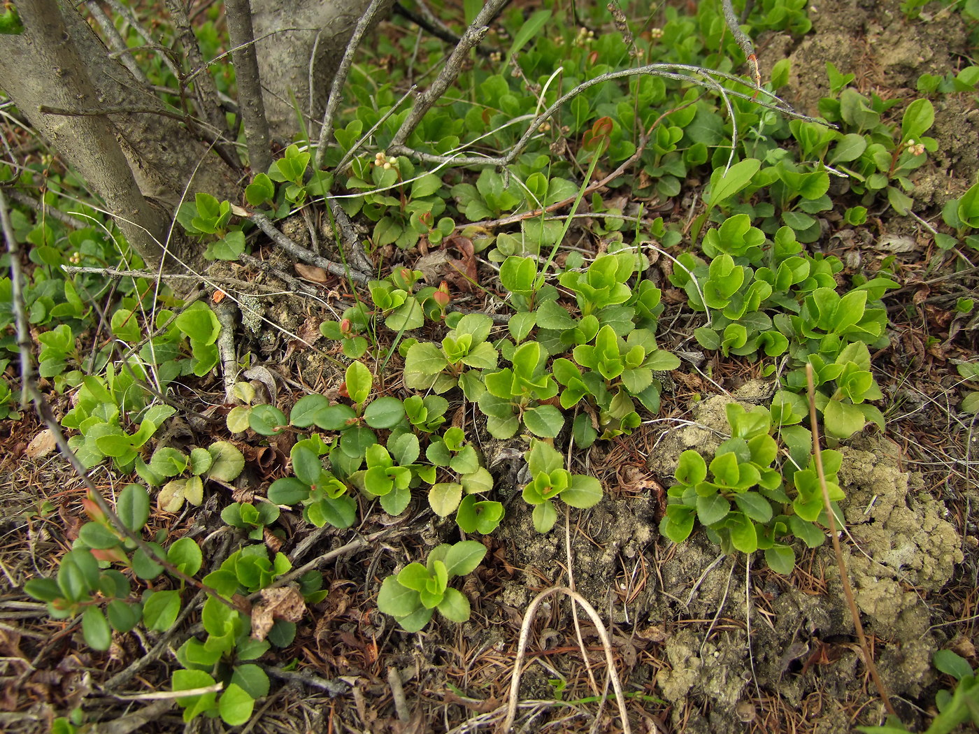 Изображение особи Orthilia obtusata.