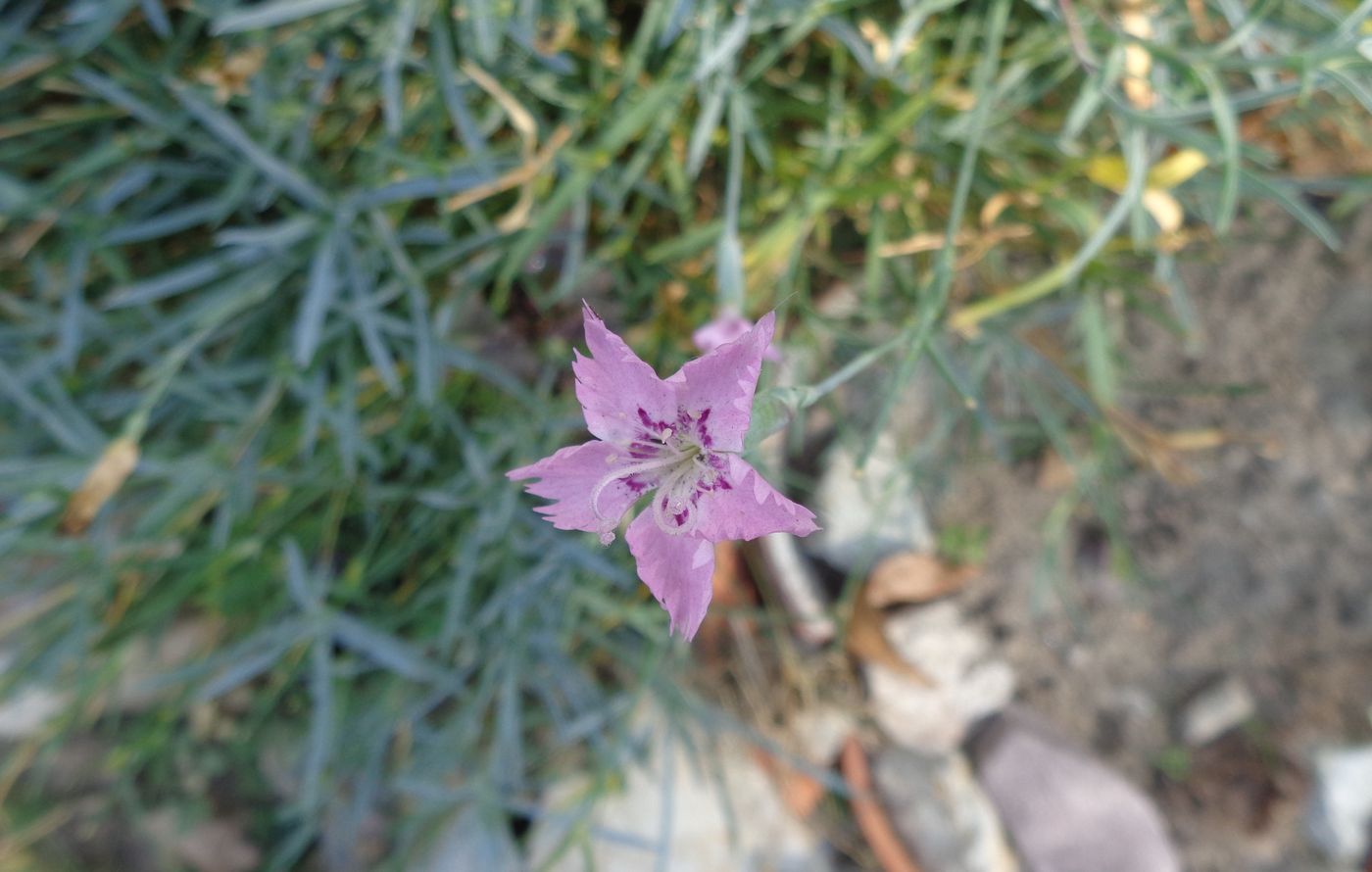 Image of Dianthus plumarius specimen.