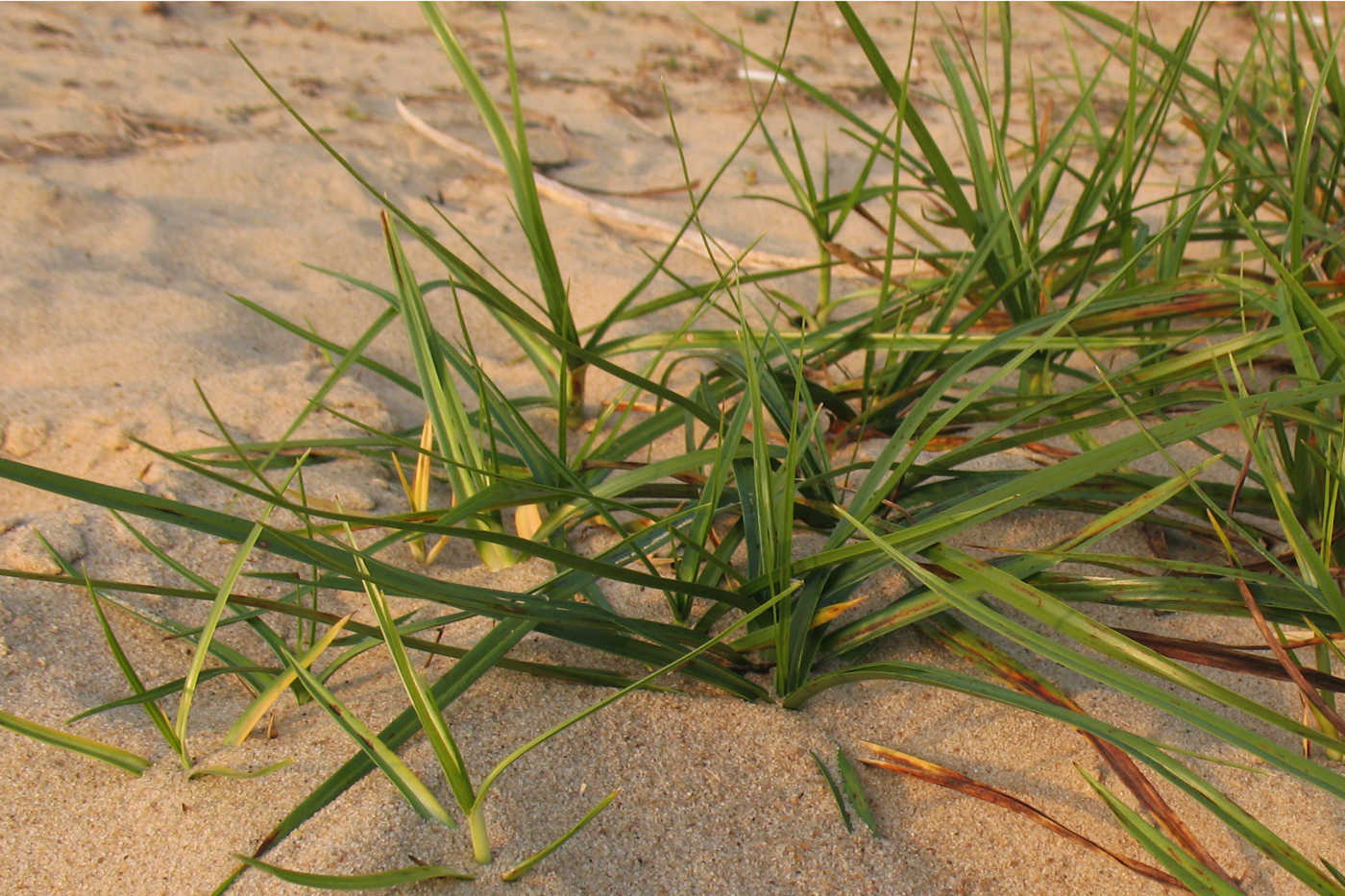 Image of Bolboschoenus maritimus specimen.