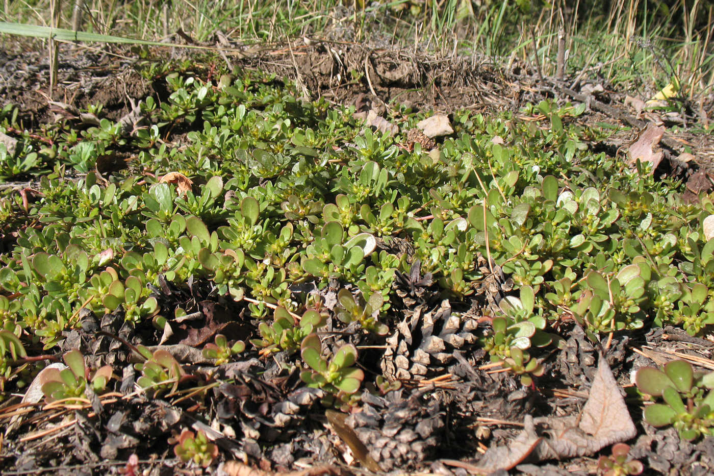 Изображение особи Portulaca oleracea.