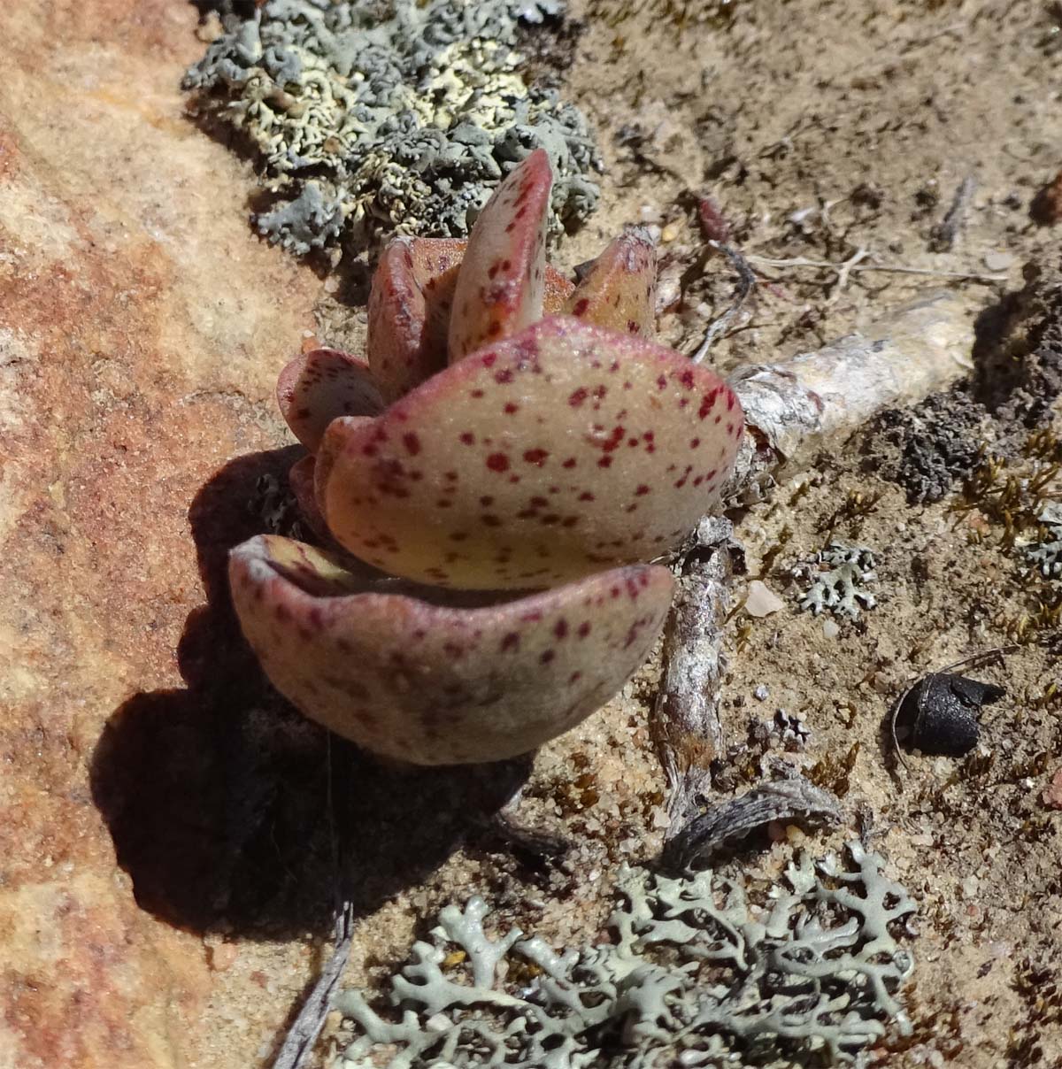 Изображение особи Adromischus maculatus.