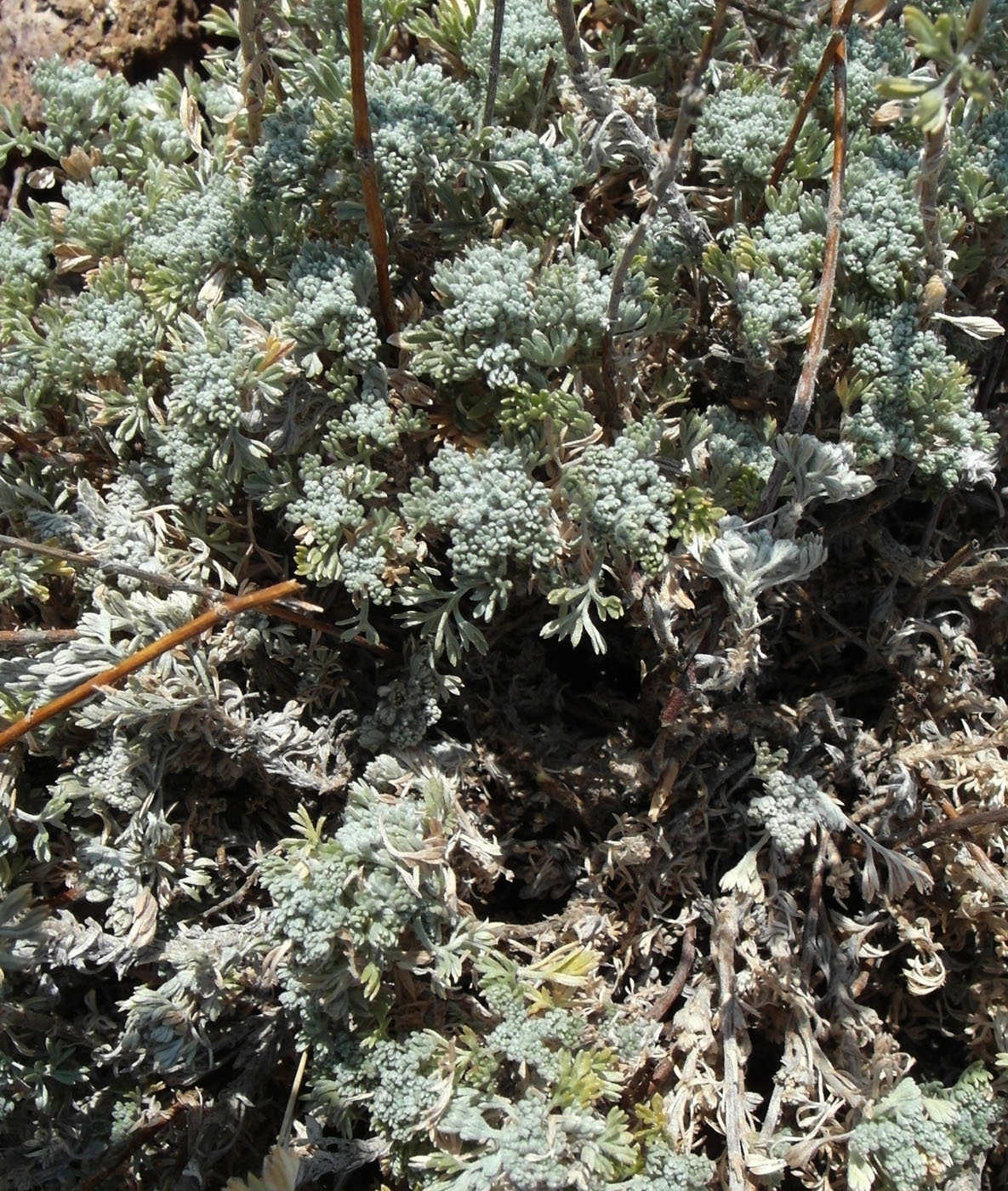 Изображение особи Artemisia frigida.