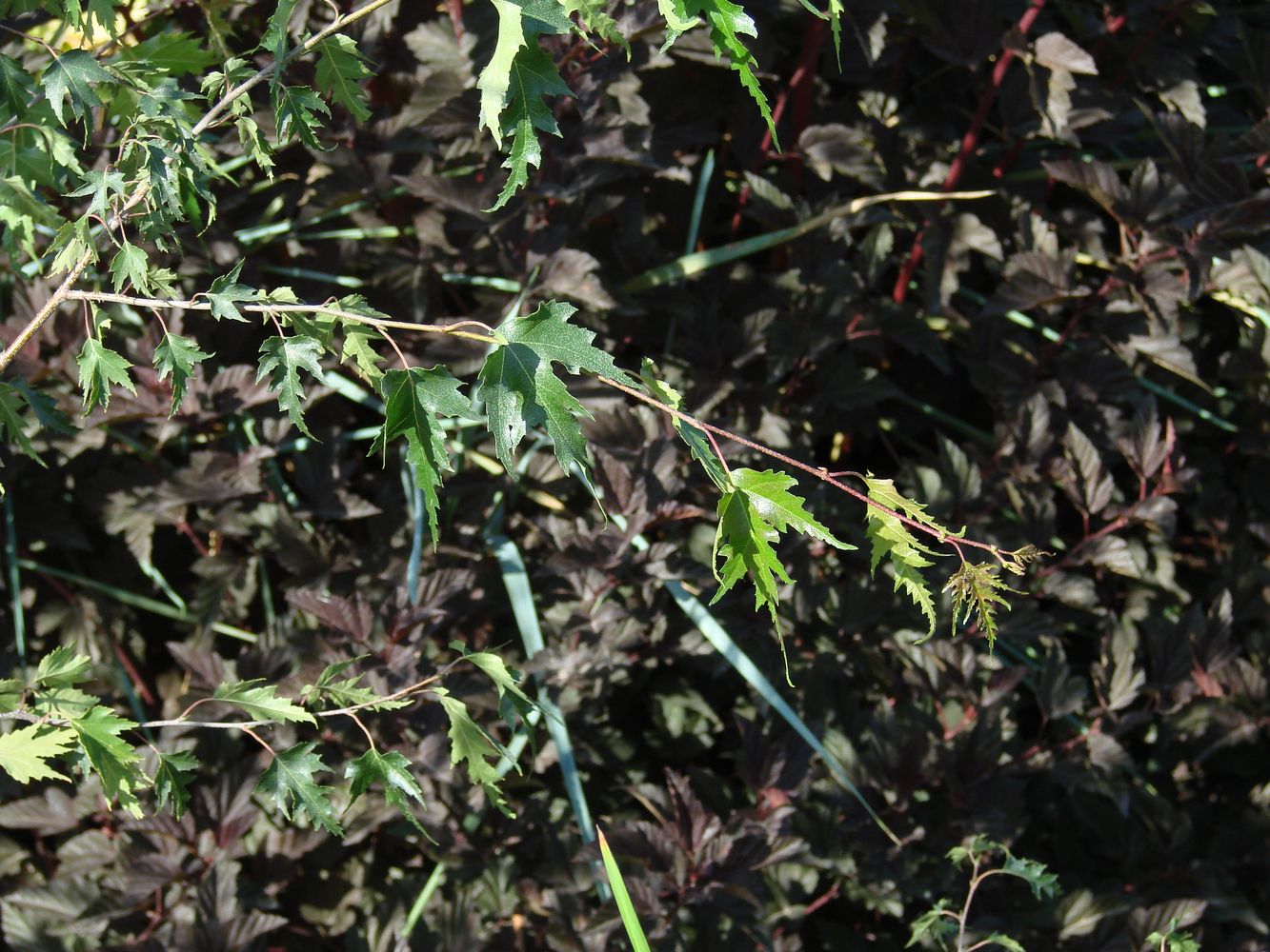 Image of Betula pendula f. dalecarlica specimen.