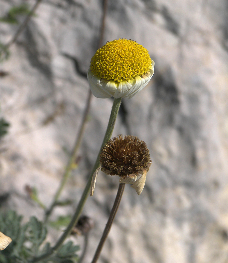 Image of Anthemis woronowii specimen.