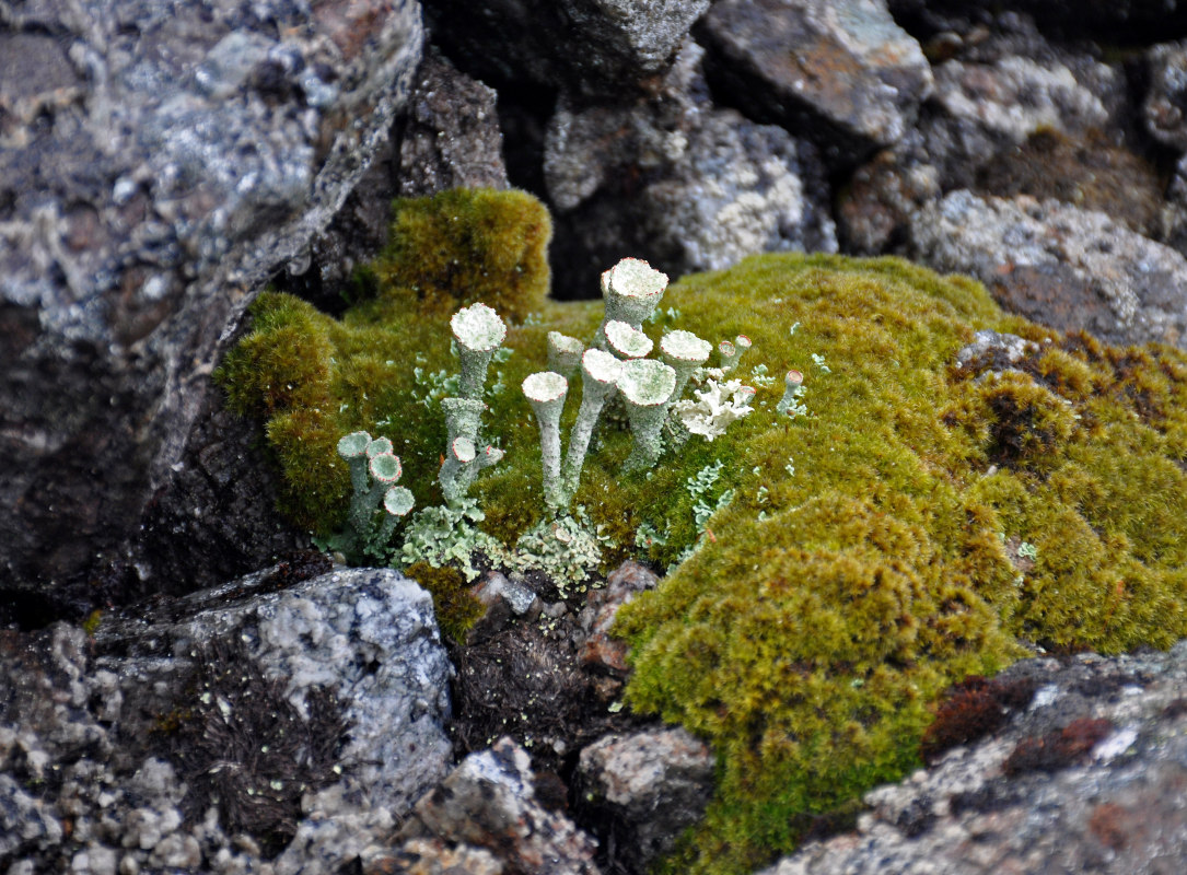 Изображение особи род Cladonia.