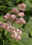 genus Rodgersia