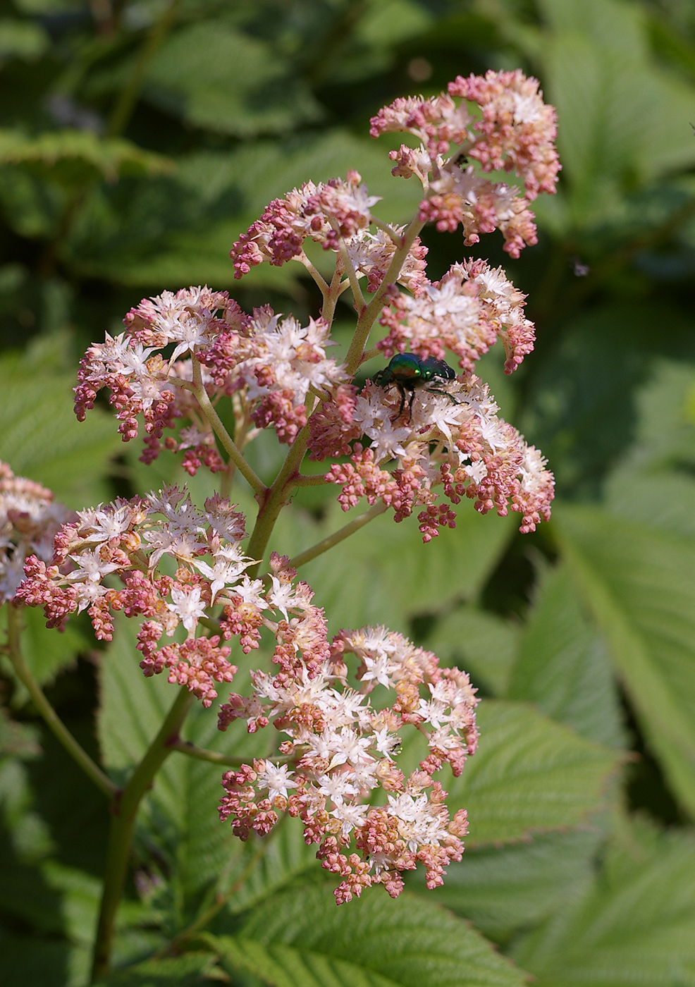 Image of genus Rodgersia specimen.