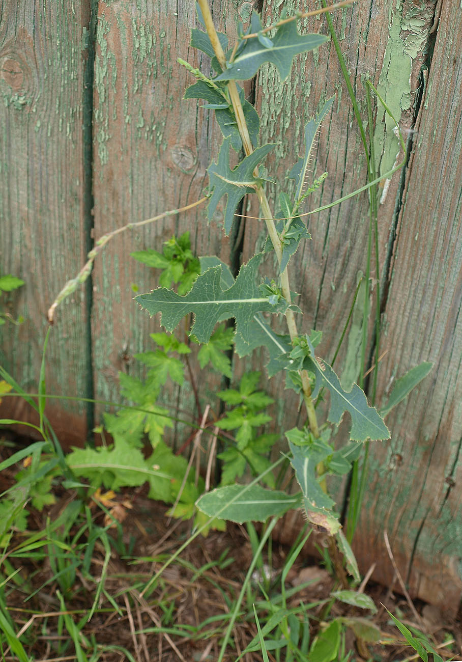 Изображение особи Lactuca serriola.