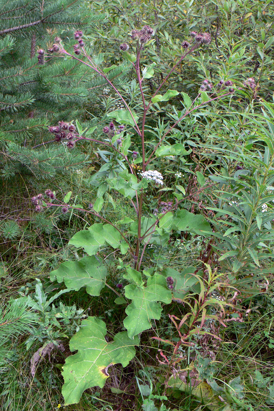 Изображение особи Arctium tomentosum.