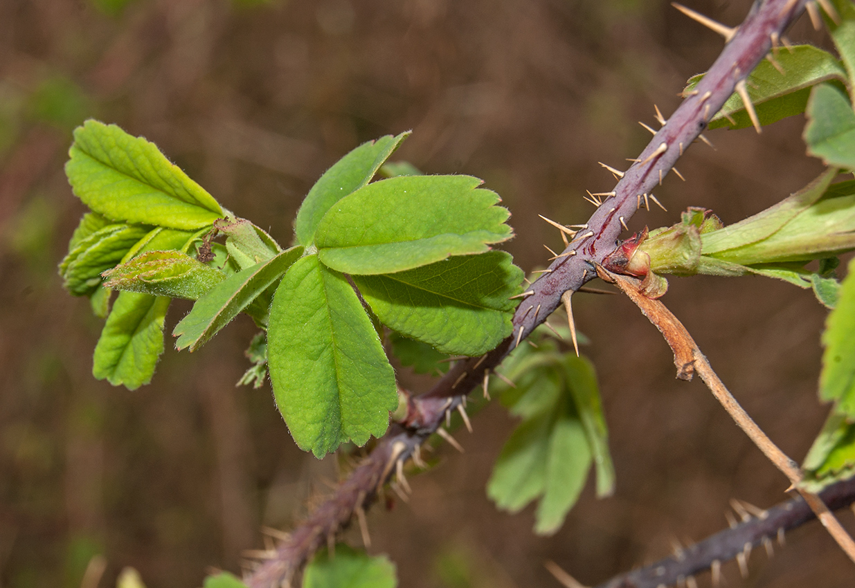 Image of Rosa acicularis specimen.