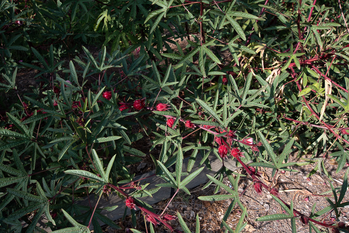 Image of Hibiscus sabdariffa specimen.