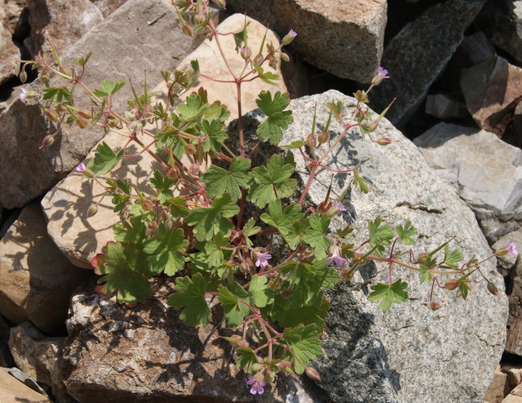 Image of Geranium rotundifolium specimen.