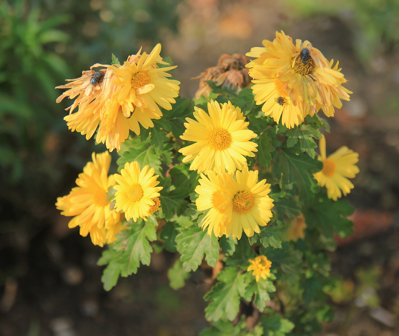 Изображение особи Chrysanthemum indicum.
