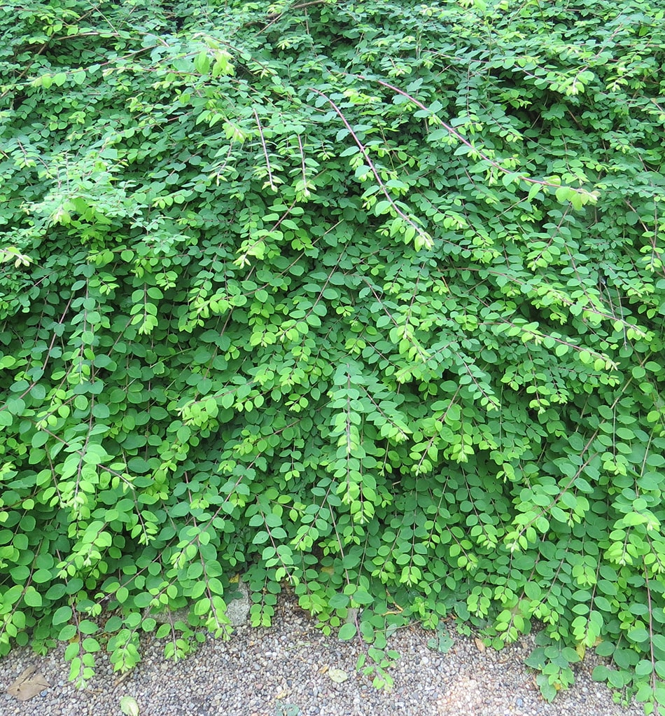 Image of Symphoricarpos &times; chenaultii specimen.