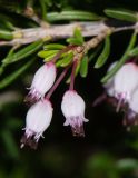 Erica multiflora