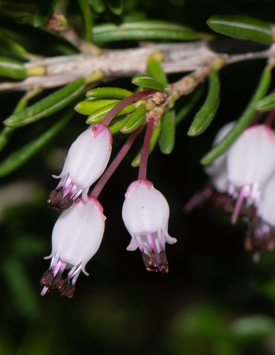 Image of Erica multiflora specimen.