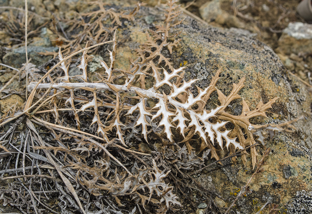 Image of Echinops crispus specimen.