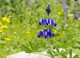 Lupinus pilosus