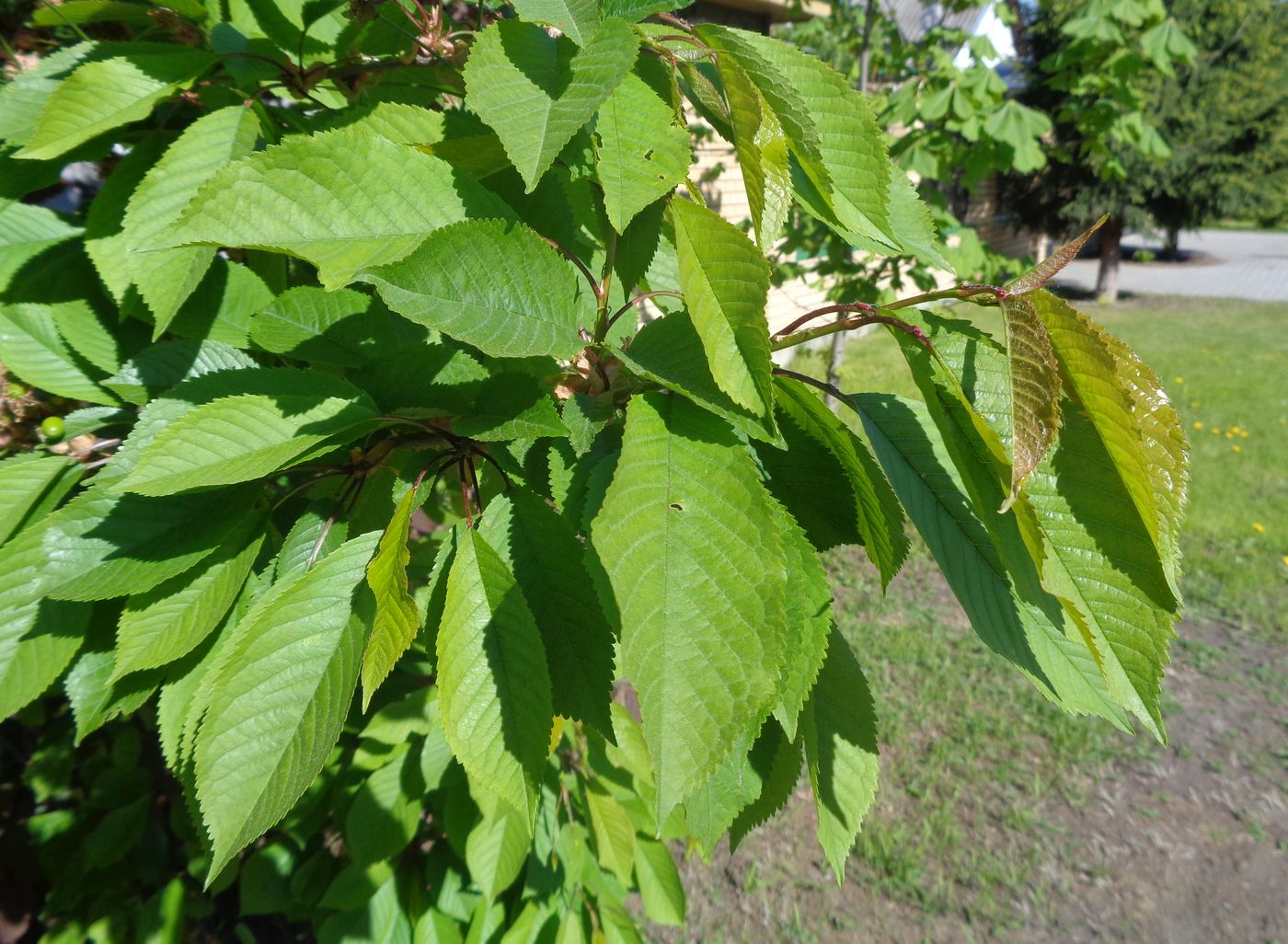 Image of Cerasus avium specimen.