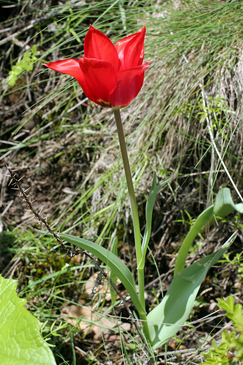 Image of Tulipa affinis specimen.