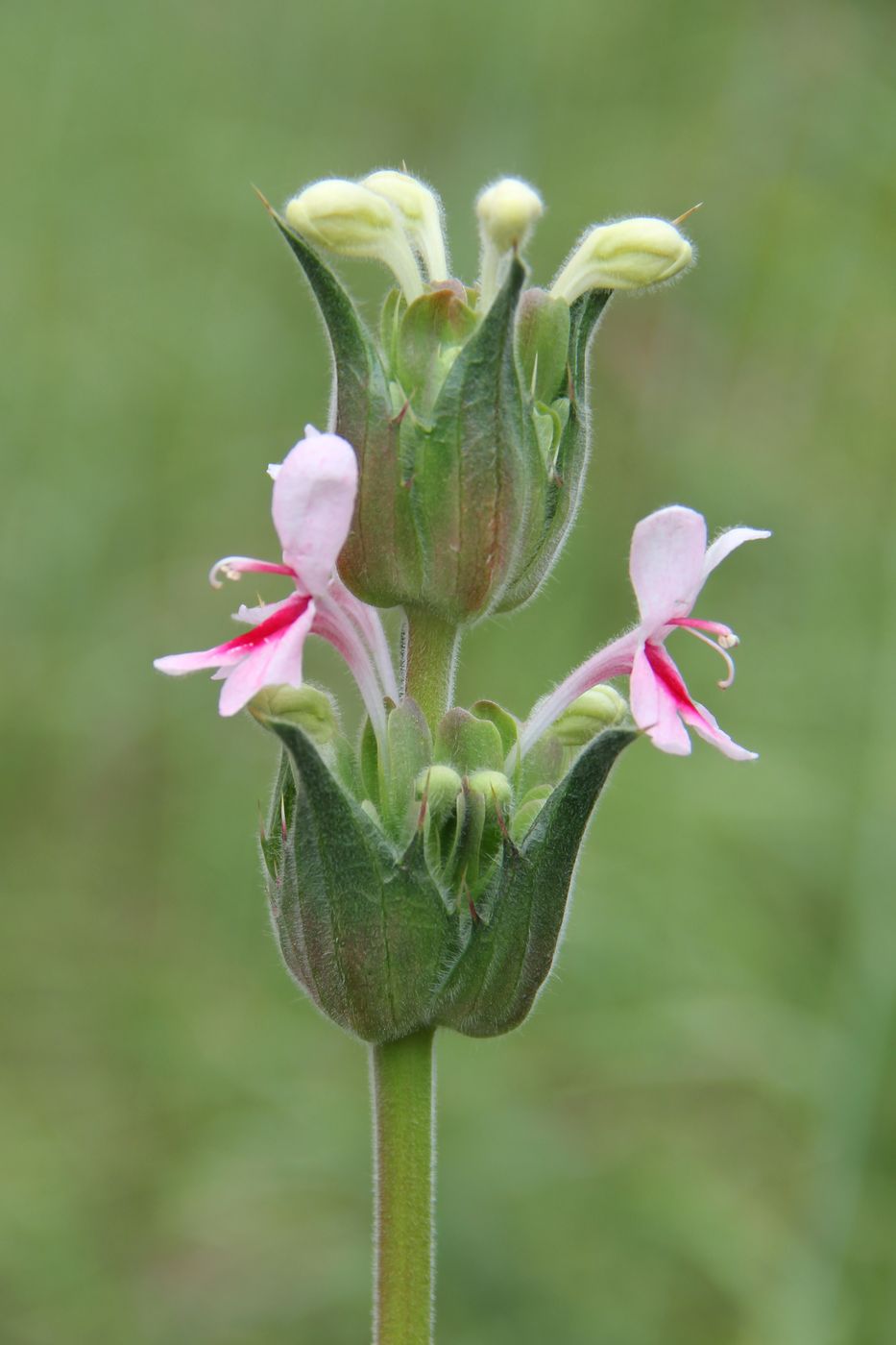 Image of Morina kokanica specimen.