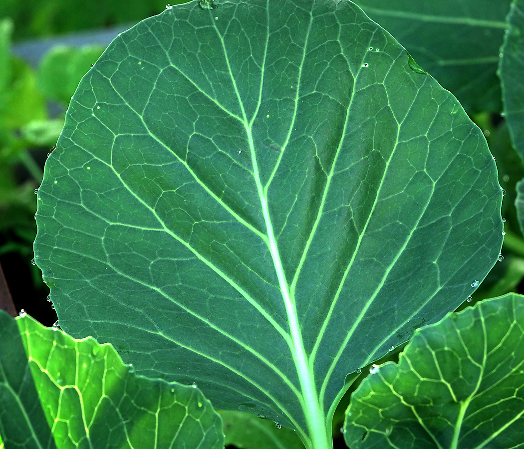 Изображение особи Brassica oleracea var. capitata.