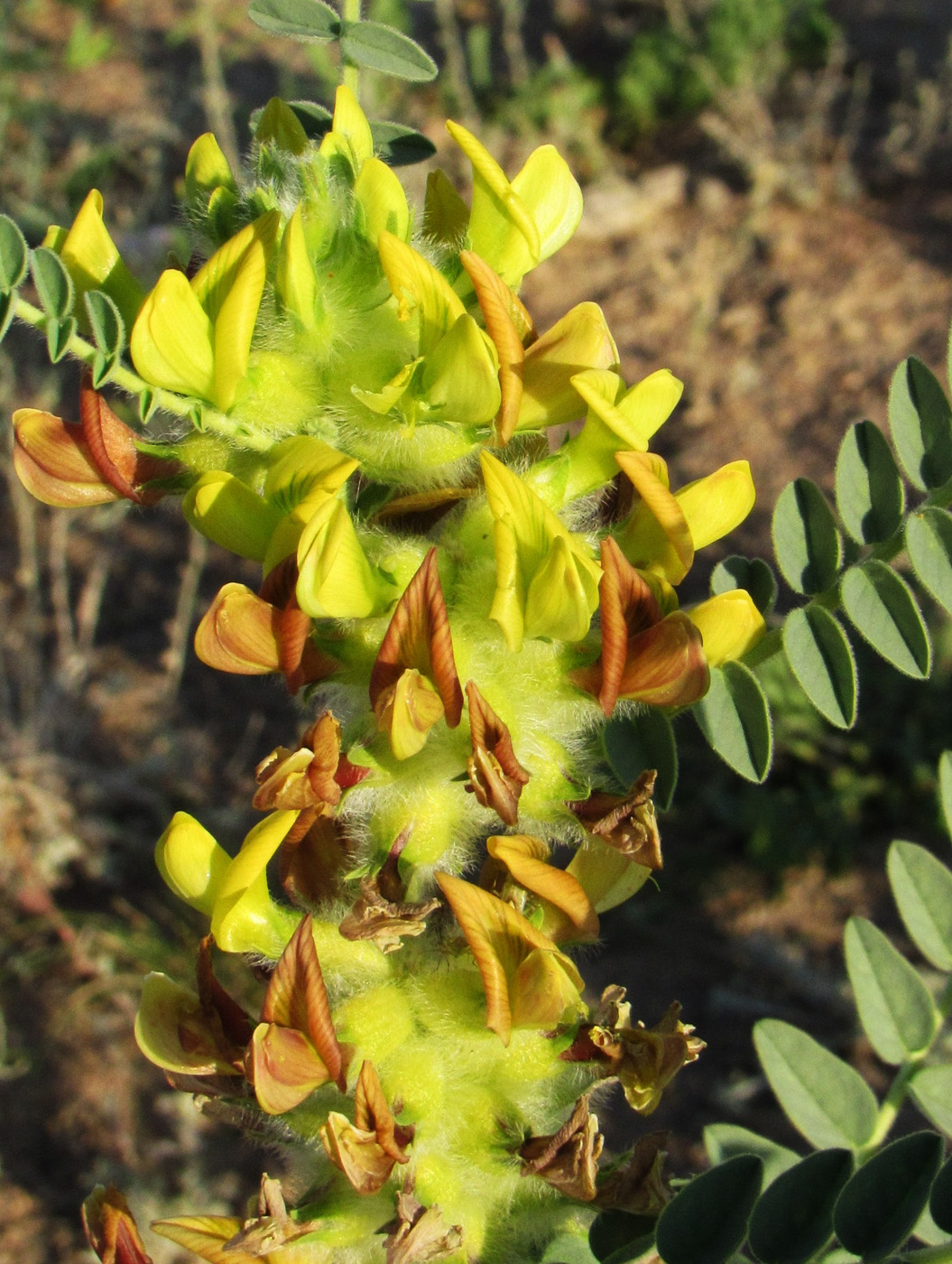 Image of Astragalus vulpinus specimen.