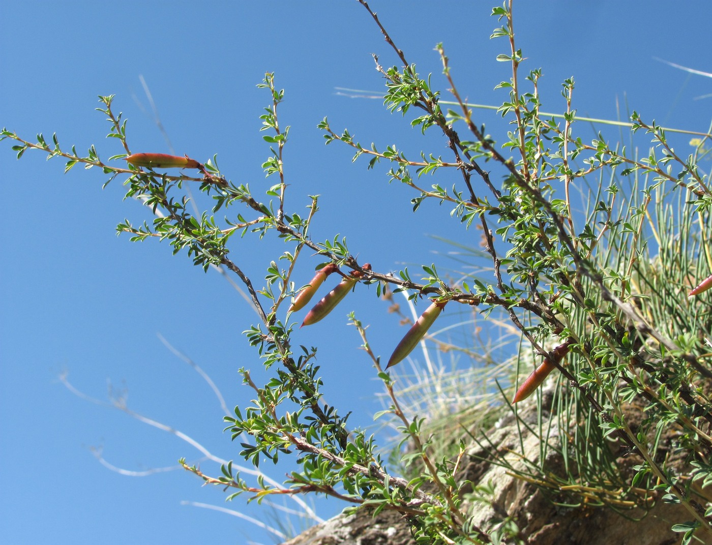 Image of Caragana grandiflora specimen.