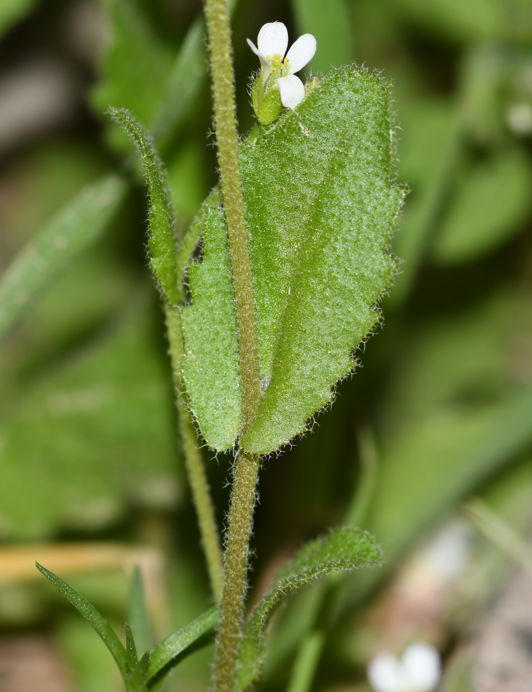 Image of Arabis aucheri specimen.