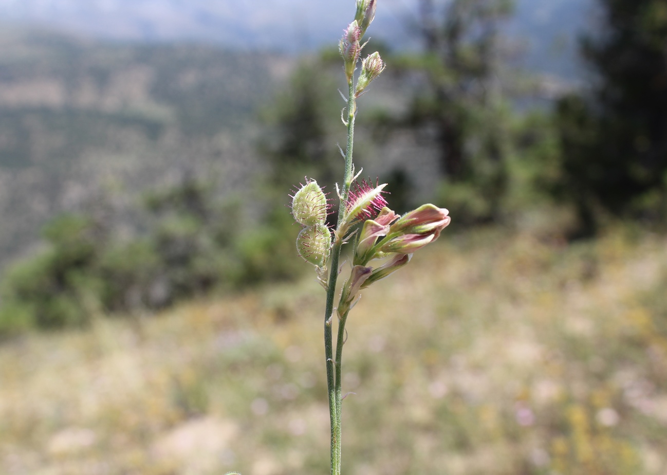 Image of Hedysarum bucharicum specimen.