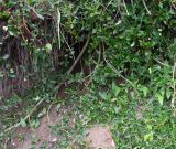 род Salix