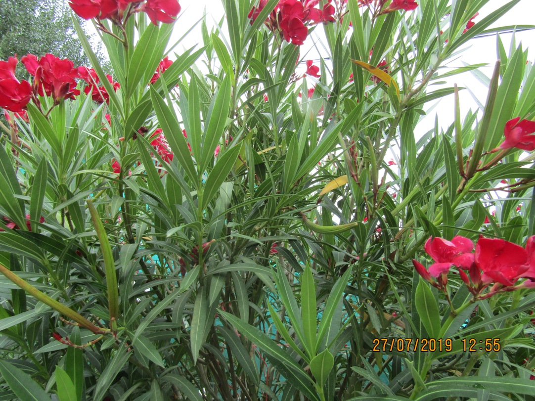 Image of Nerium oleander specimen.