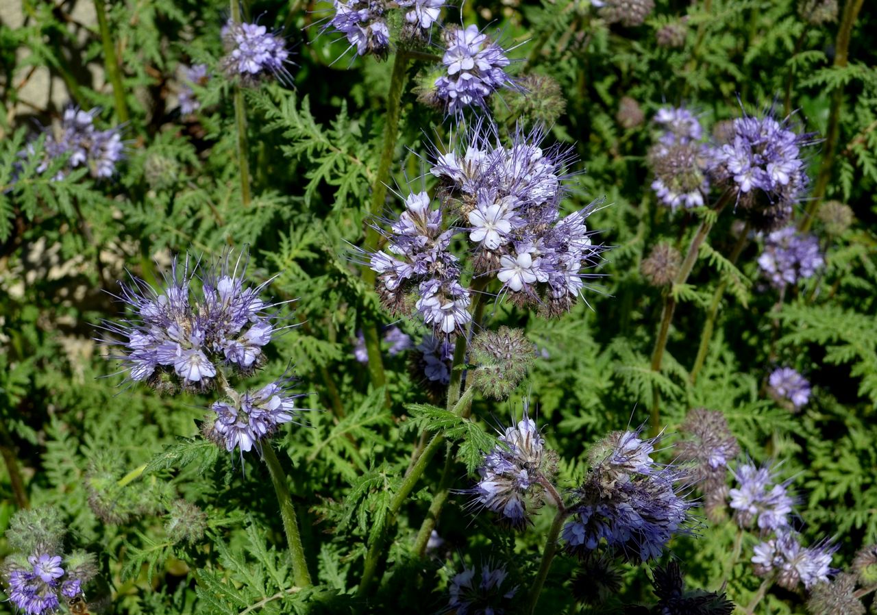 Изображение особи Phacelia tanacetifolia.