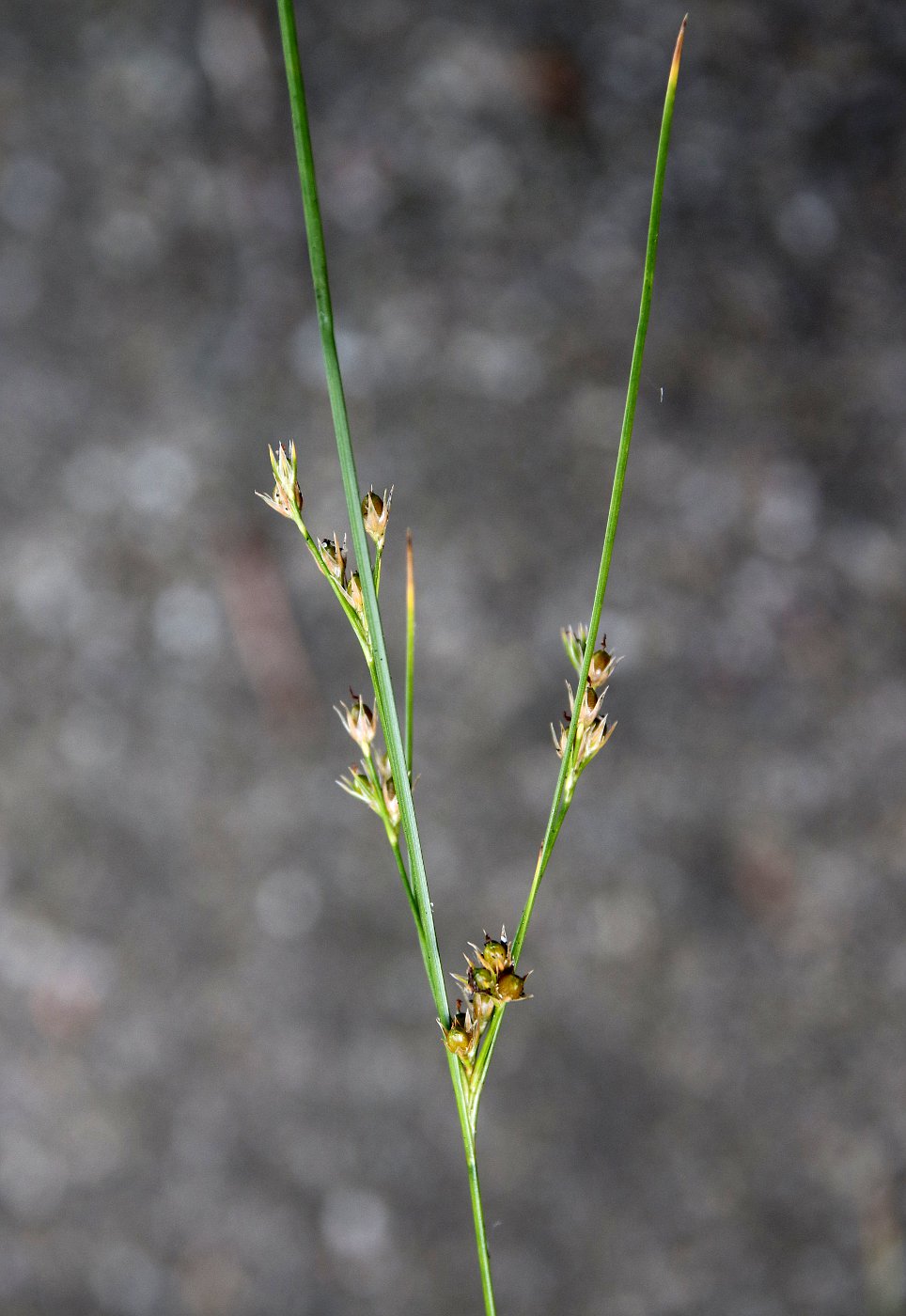 Изображение особи Juncus tenuis.