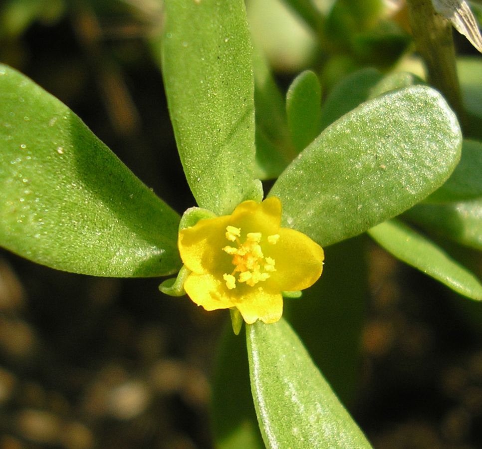 Image of Portulaca oleracea specimen.