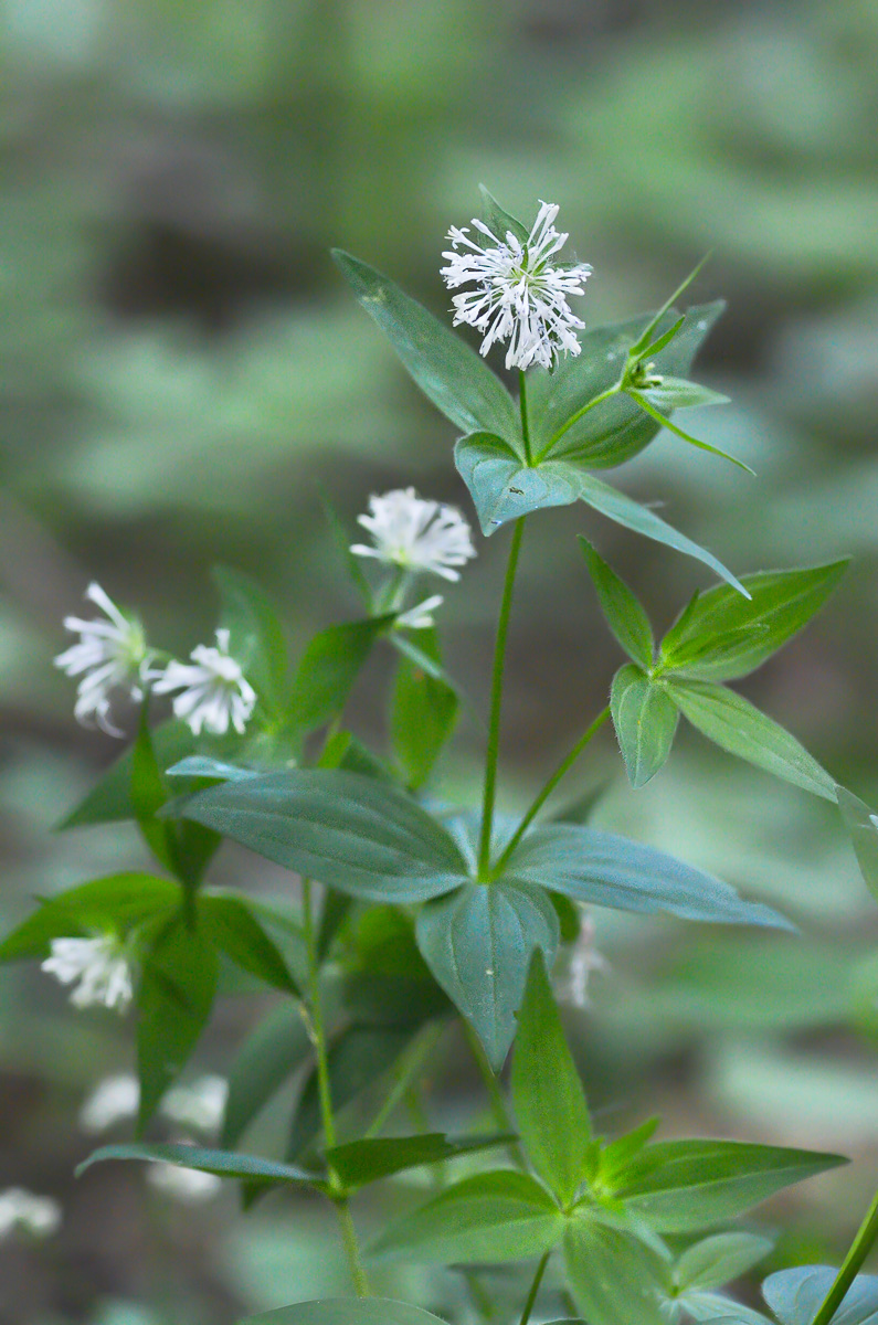 Изображение особи Asperula caucasica.