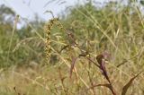 Persicaria hydropiper