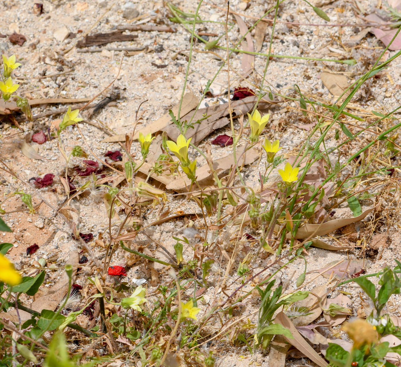 Image of Campanula sulphurea specimen.