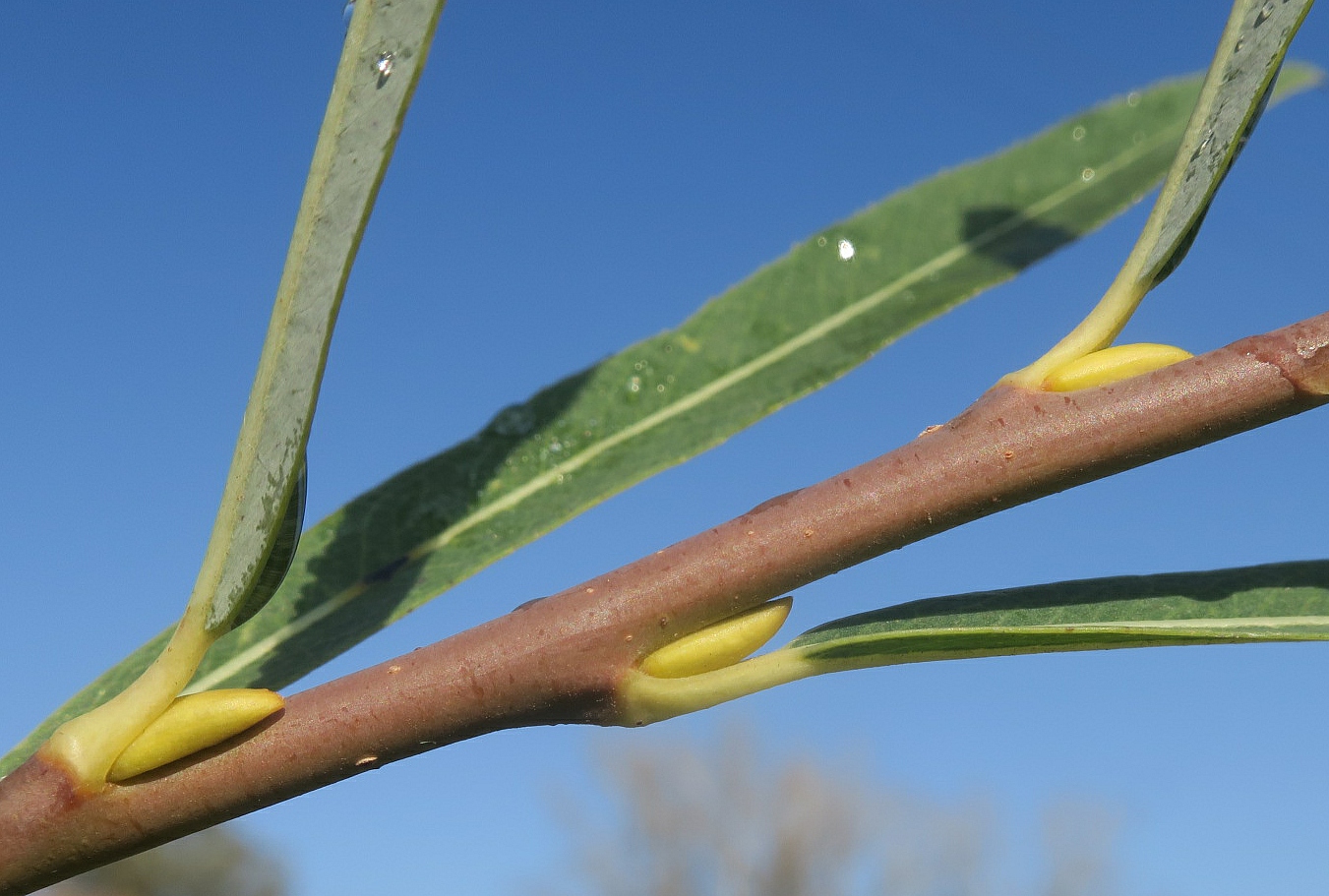 Image of Salix vinogradovii specimen.