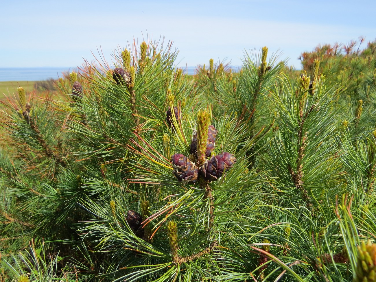 Image of Pinus pumila specimen.