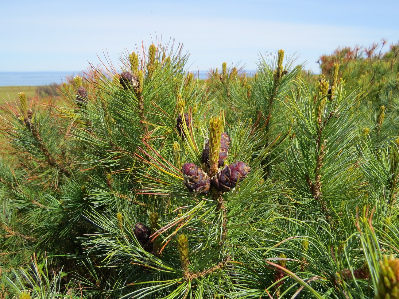 Изображение особи Pinus pumila.