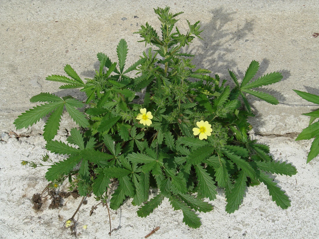 Image of genus Potentilla specimen.